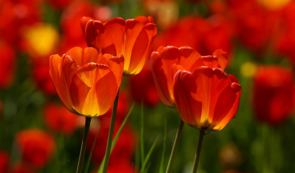 Яркие алые тюльпаны в лучах солнца весной 