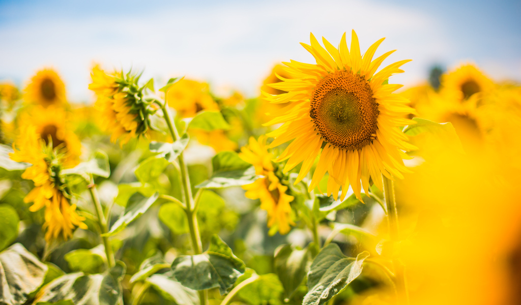 Яркие солнечные подсолнухи на поле летом 