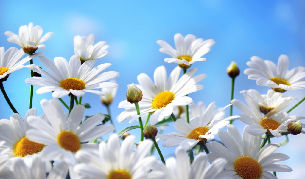 Яркие белые ромашки на фоне голубого неба