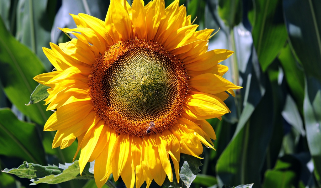 Яркий желтый цветок подсолнуха крупным планом на поле