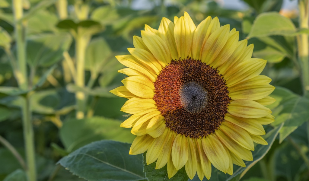 Яркий желтый подсолнух на поле в лучах солнца