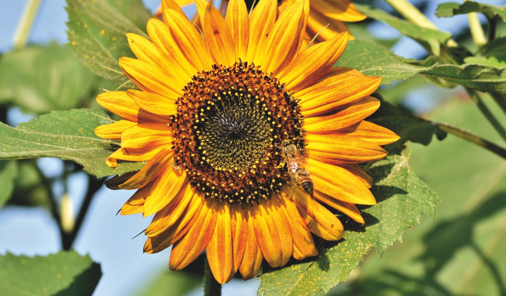 Яркий желтый подсолнух с зелеными листьями в лучах солнца