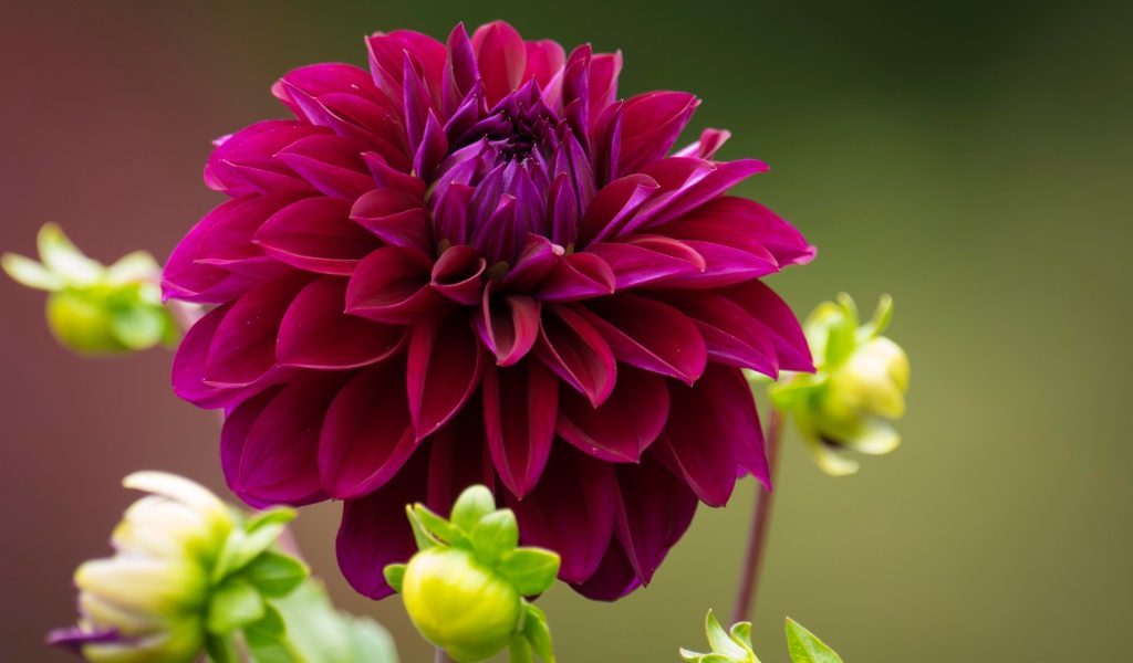 Бордовая георгина с бутонами на клумбе