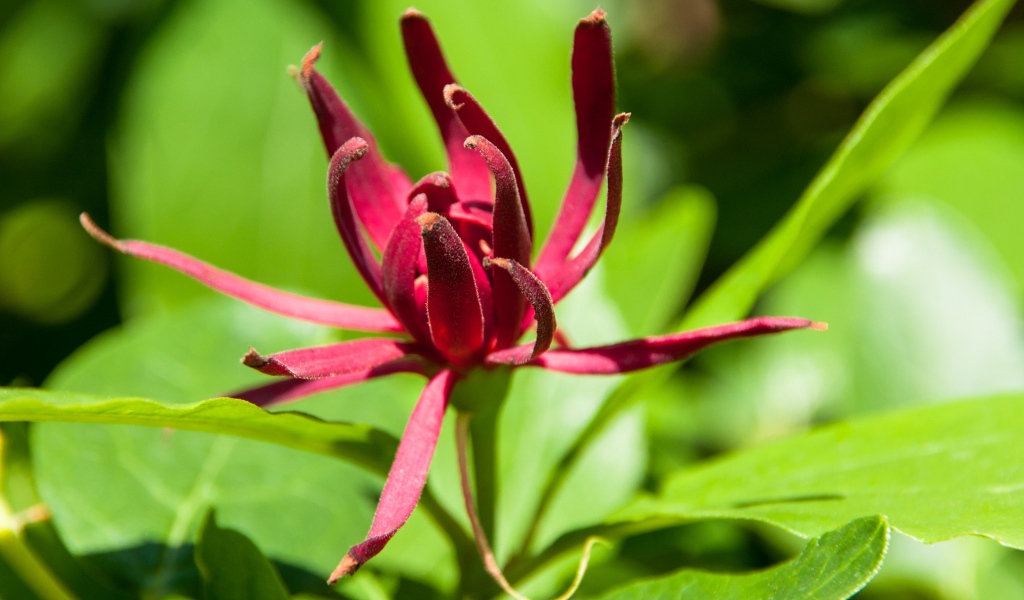 Бордовые цветы каликант цветущий крупным планом 