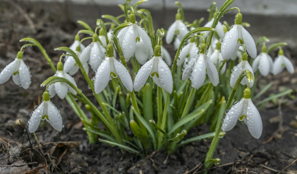 Куст белых подснежников в каплях дождя 