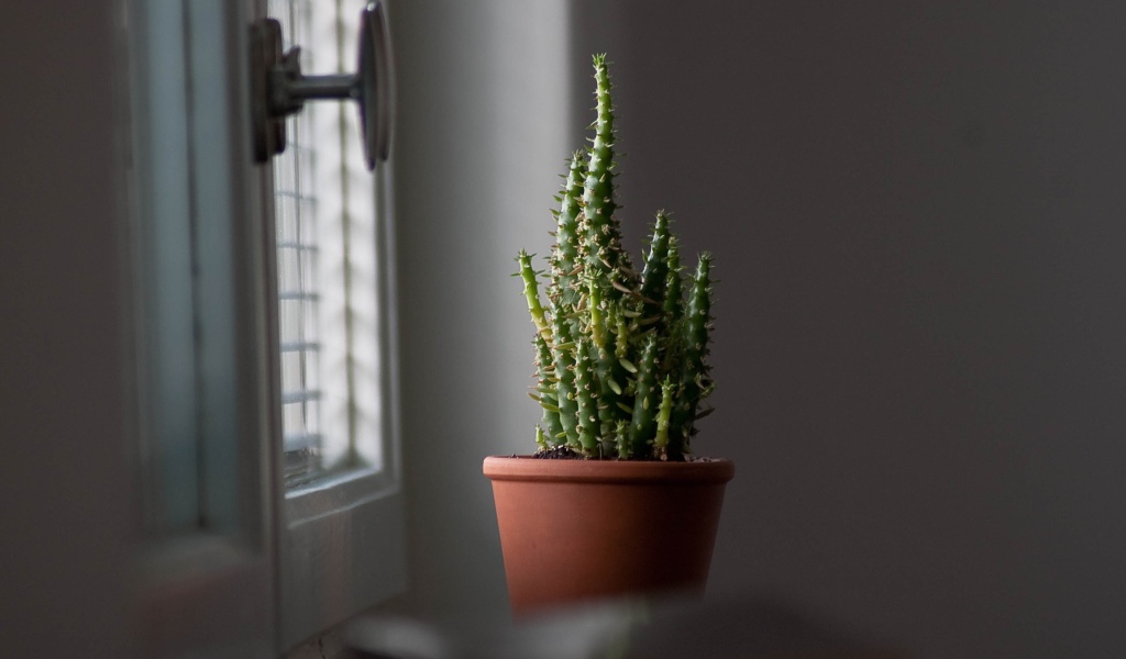 Кактус в горшке у окна 