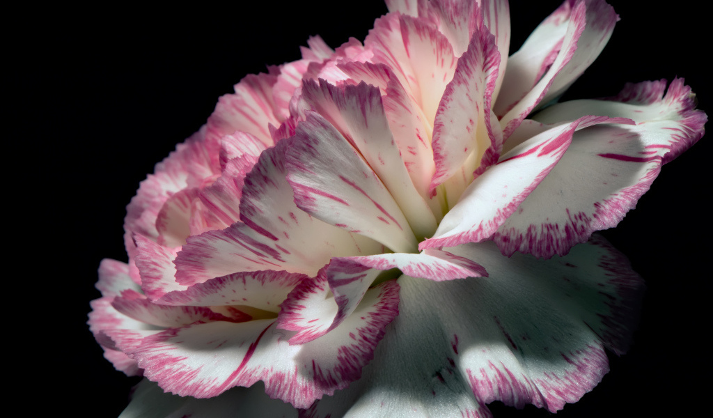 Цветок гвоздики с бело-розовыми лепестками на черном фоне