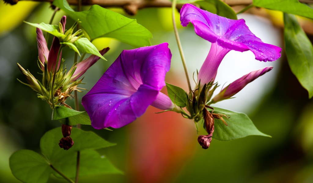 Цветы калачики с бутонами крупным планом