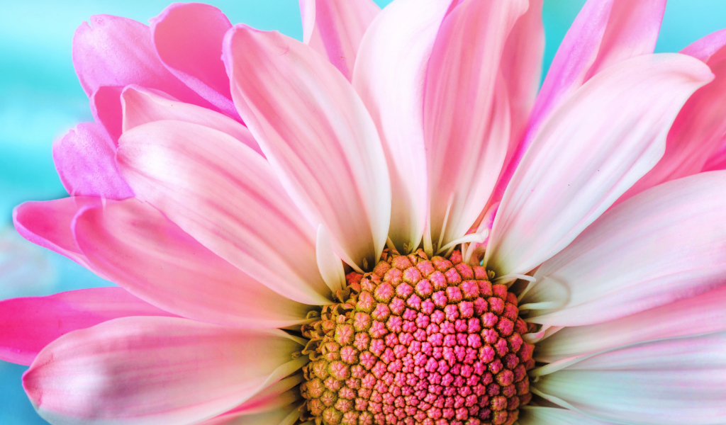 Розовые лепестки хризантем на голубом фоне крупным планом