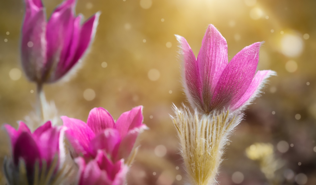 Розовые цветы прострела крупным планом 