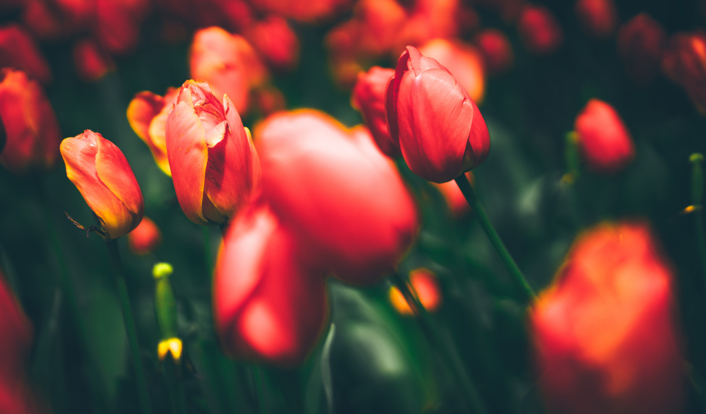 Закрытые красные тюльпаны на клумбе