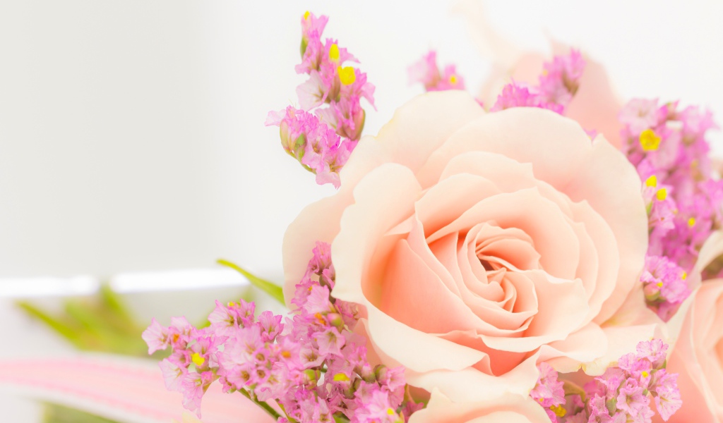 Кремовая роза с розовыми цветами на белом фоне