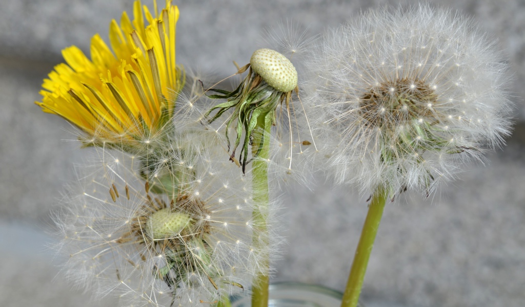 Цветы одуванчика в стеклянной банке 