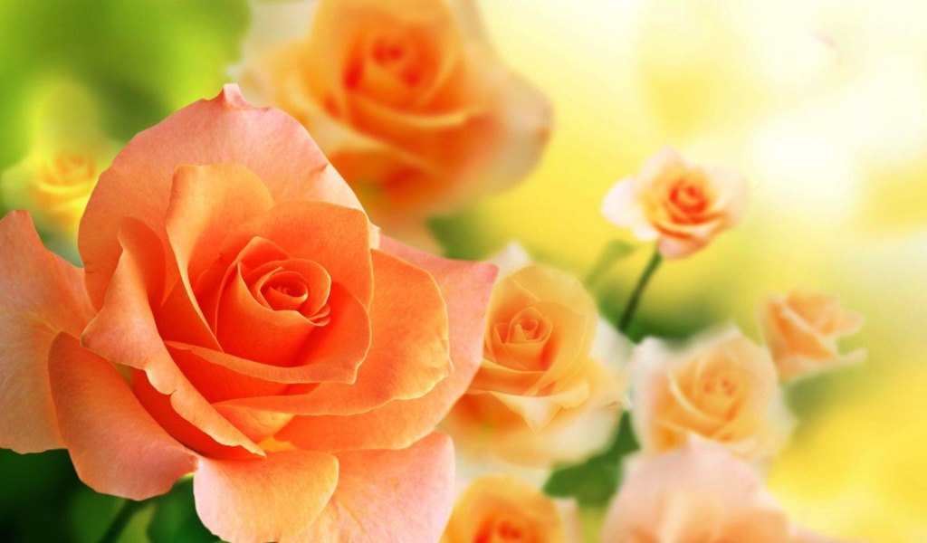 Нежные кремовые розы крупным планом