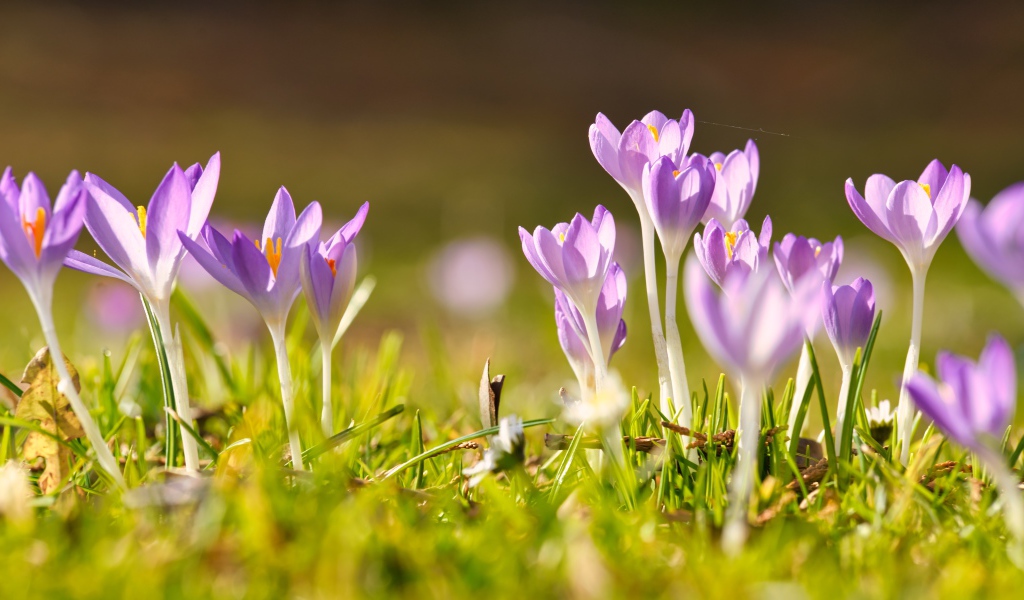 Нежные хрупкие цветы крокусов в лучах весеннего солнца