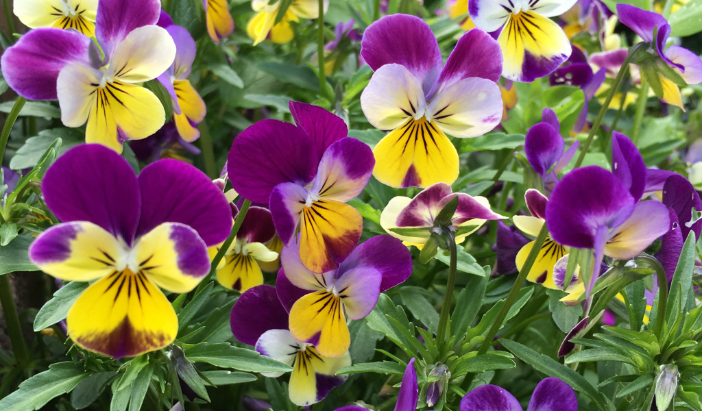 Нежные садовые цветы анютины глазки на клумбе 