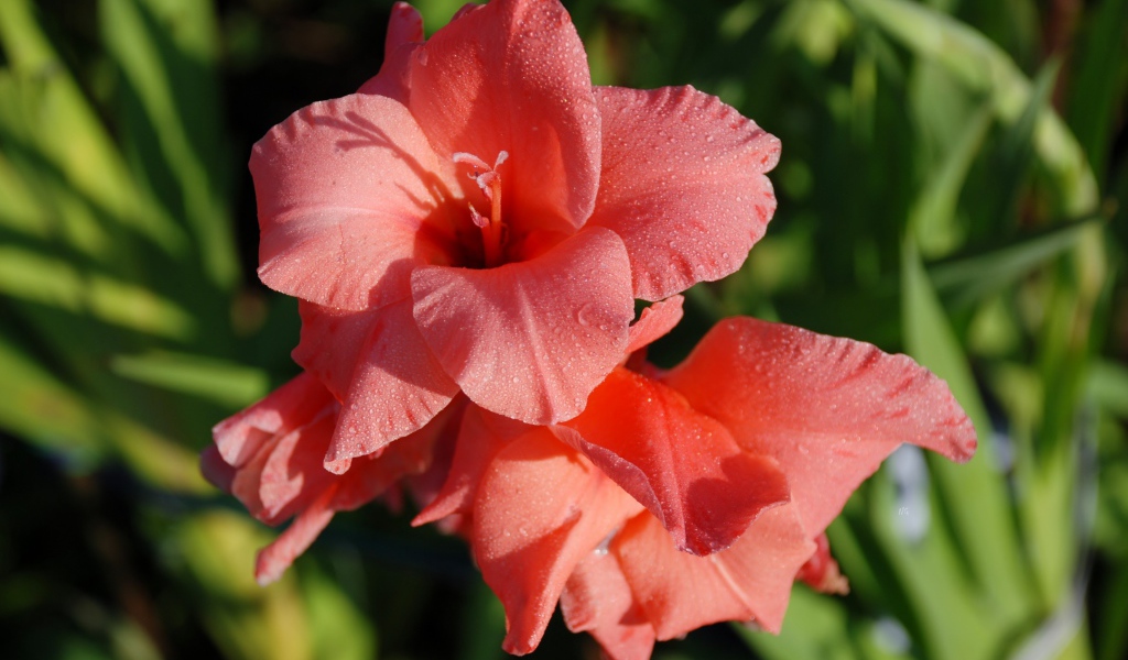 Нежные цветы гладиолуса в каплях росы