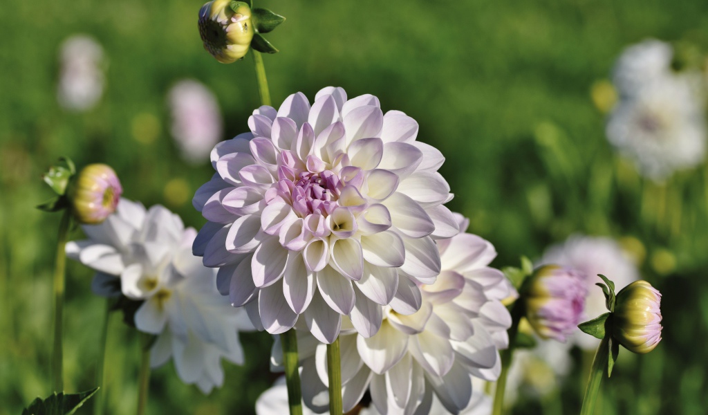 Нежные сиреневые цветы георгины с бутонами на клумбе 