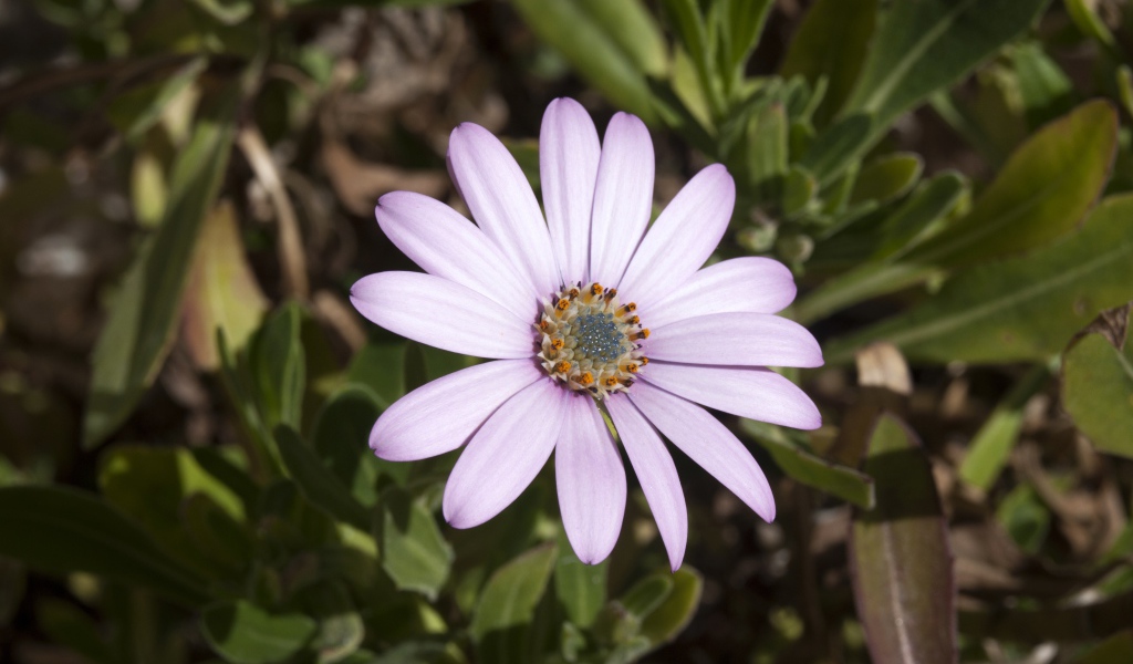 Нежный сиреневый цветок остеоспермум на клумбе