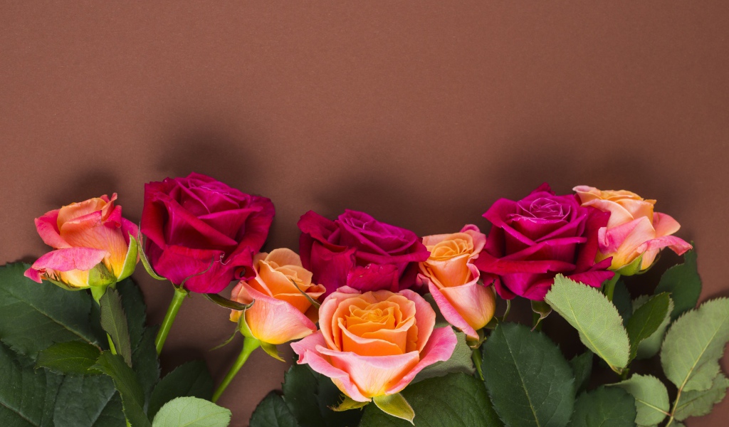 Нежные разноцветные розы на коричневом фоне