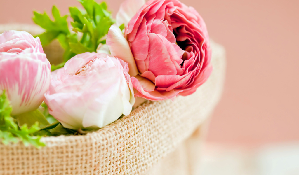 Нежные розовые лютики в корзине 