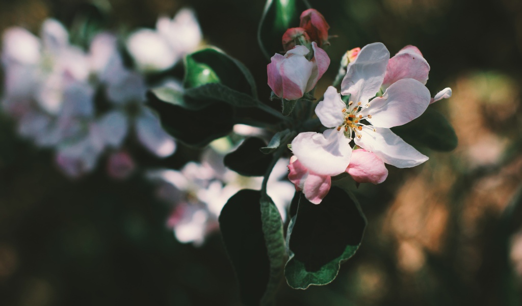 Нежные розовые цветы яблони на ветке