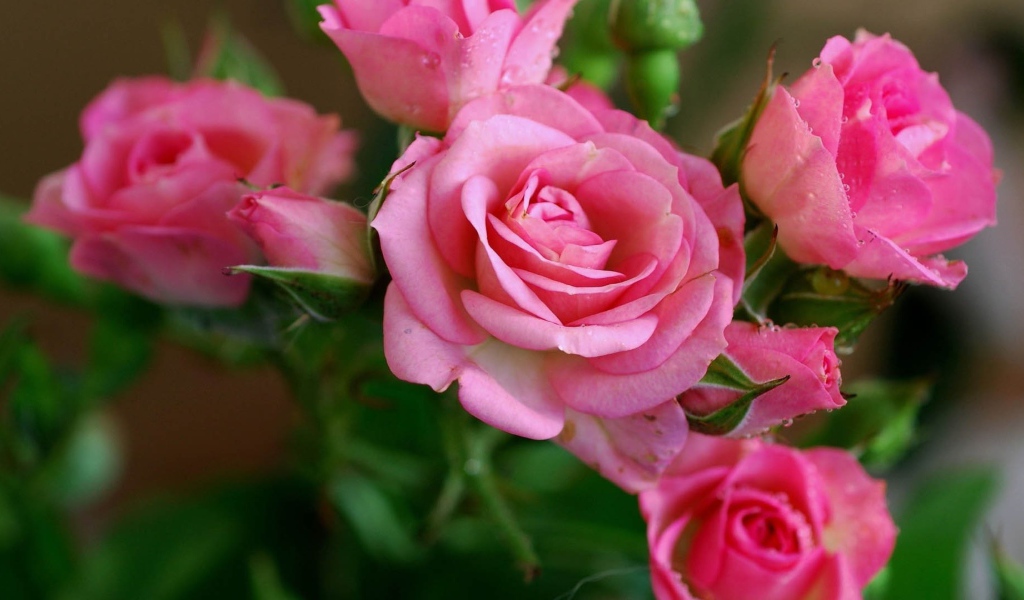 Нежные розовые садовые розы с бутонами в росе