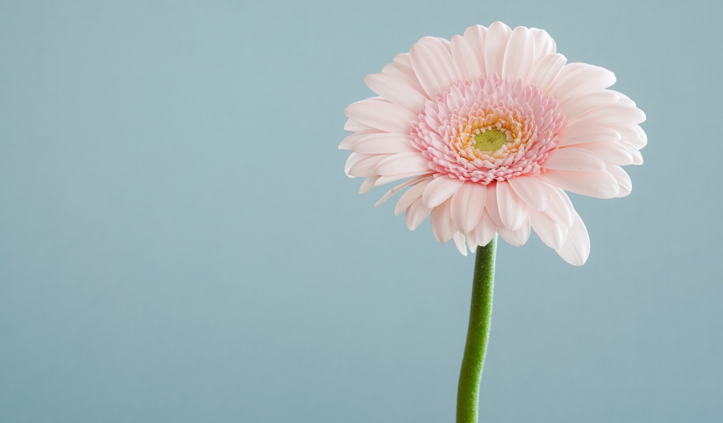 Нежная розовая гербера на сером фоне 