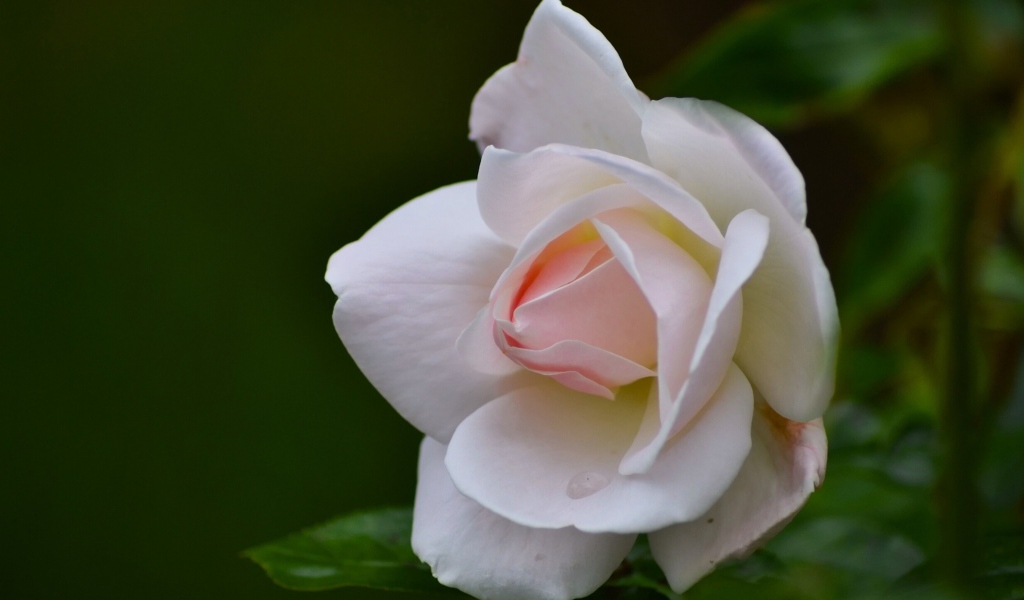 Нежные лепестки розовой розы крупным планом 