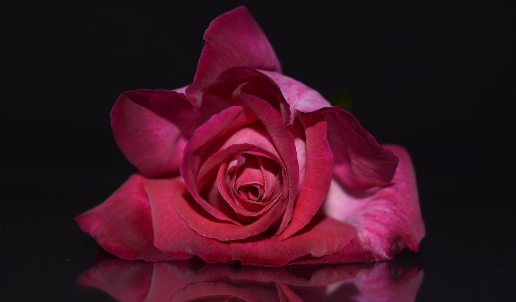 Нежная красная роза на сером фоне 