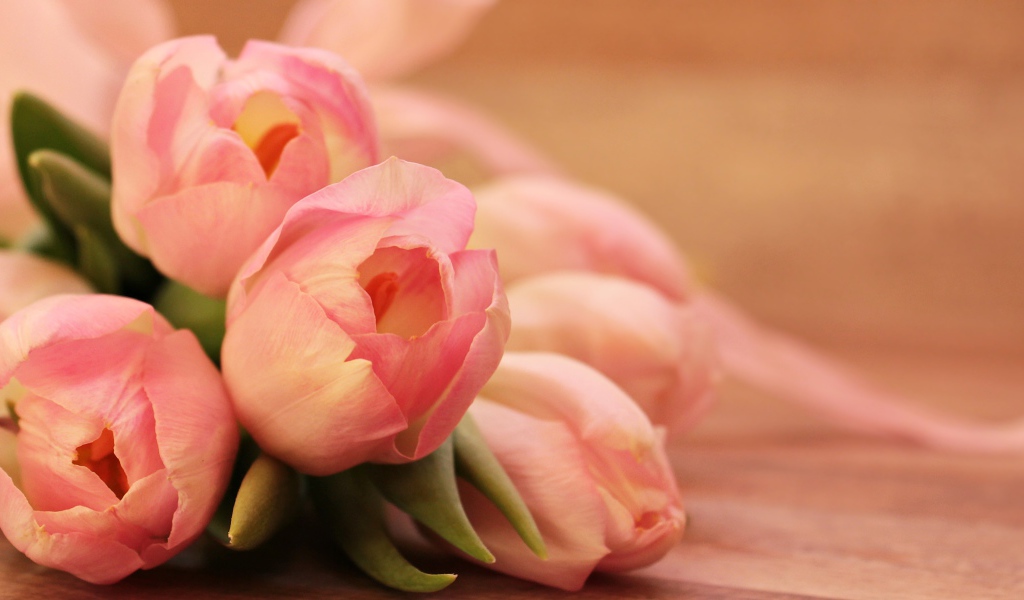 Нежные весенние розовые тюльпаны