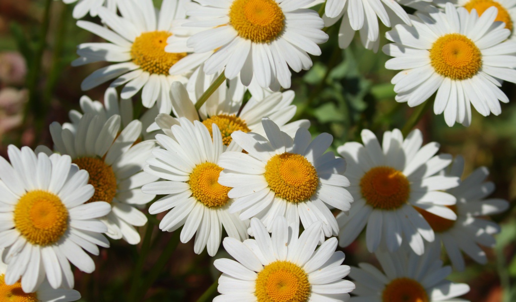 Нежные белые ромашки с желтой серединкой в лучах солнца 