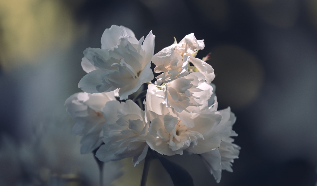 Нежные белые цветы в лучах солнца