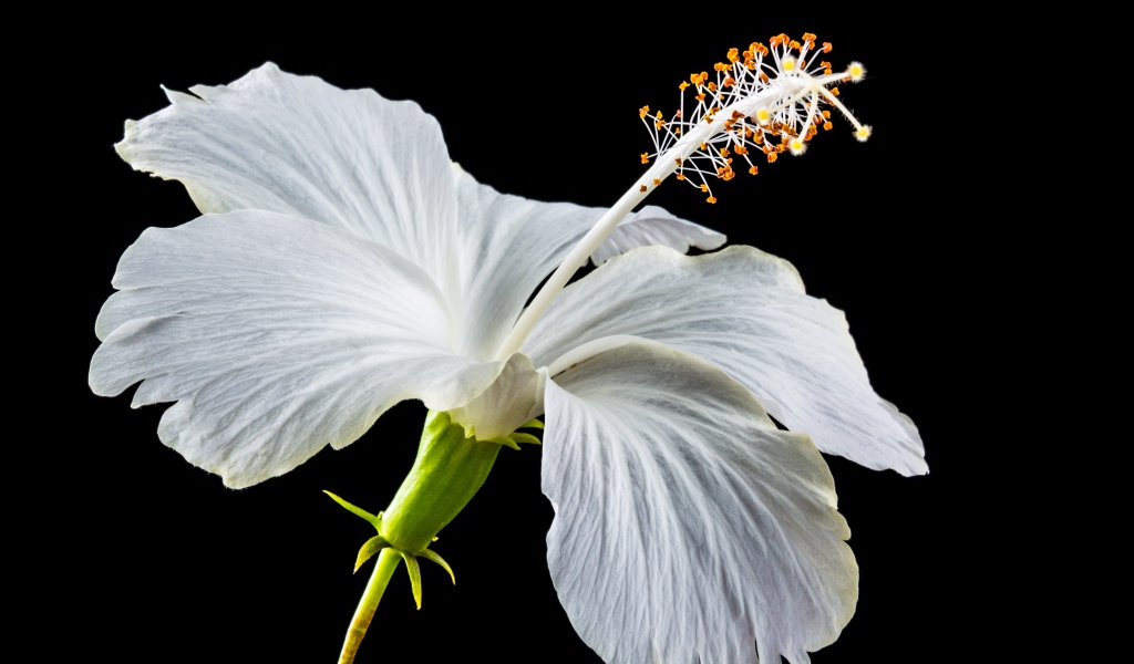 Нежный белый цветок гибискуса на черном фоне