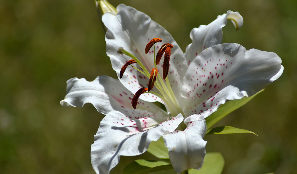 Нежный белый цветок лилии крупным планом