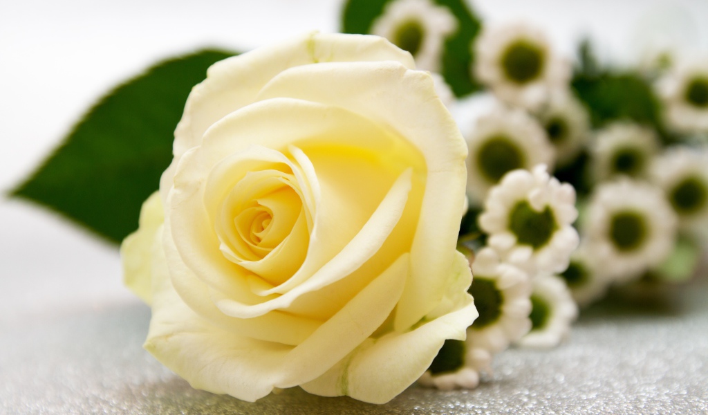 Нежная белая роза лежит на столе с ромашками