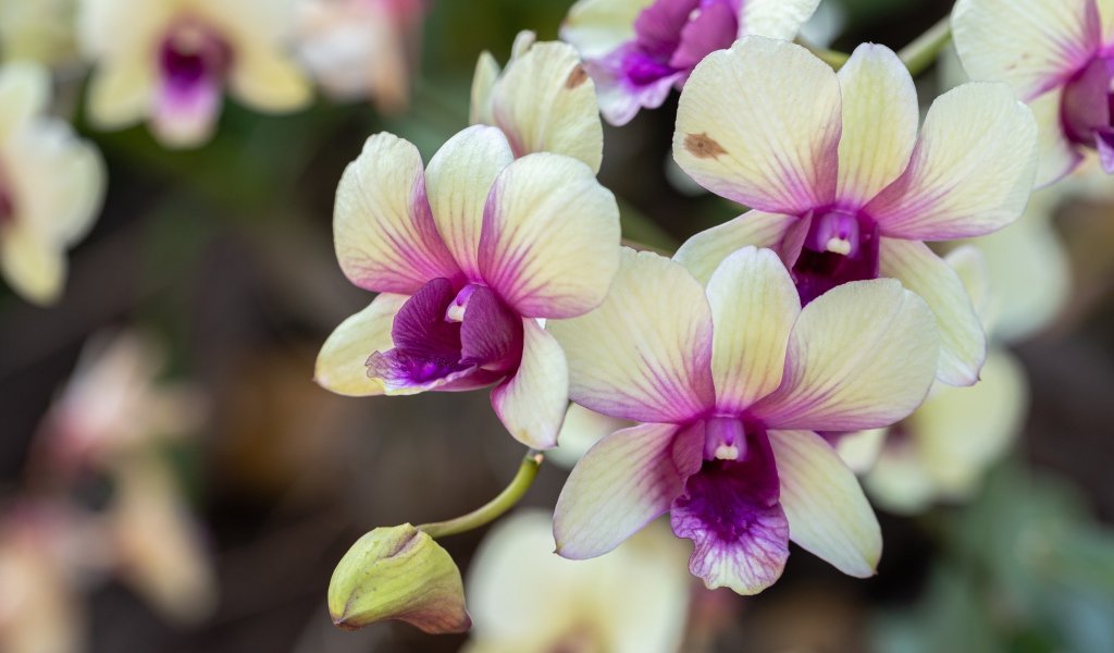 Нежные белые с розовым цветы орхидеи