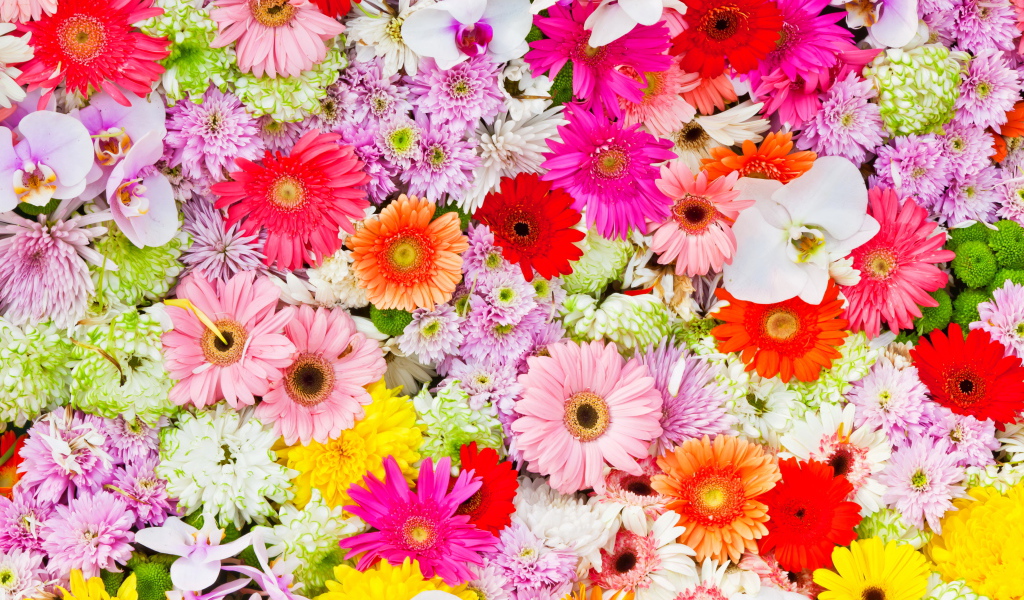 Разные разноцветные цветы крупным планом