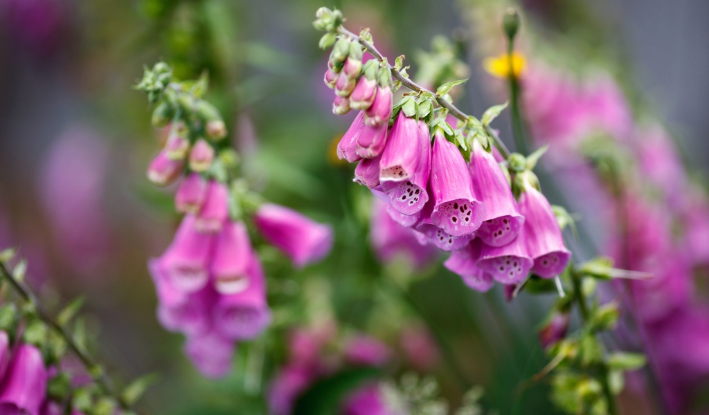 Розовые цветы наперстянка крупным планом  на клумбе