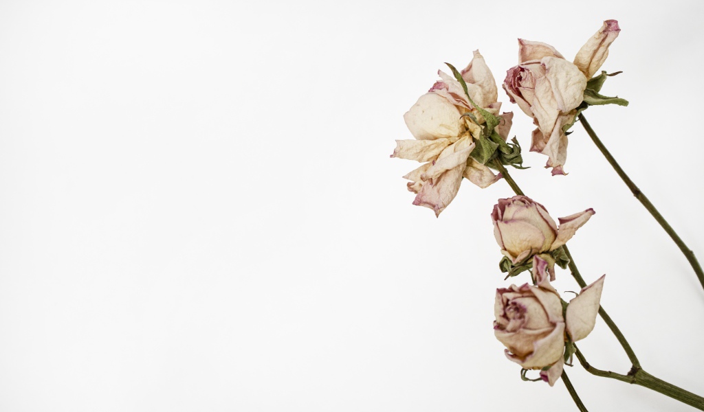 Засохшие розовые розы на белом фоне
