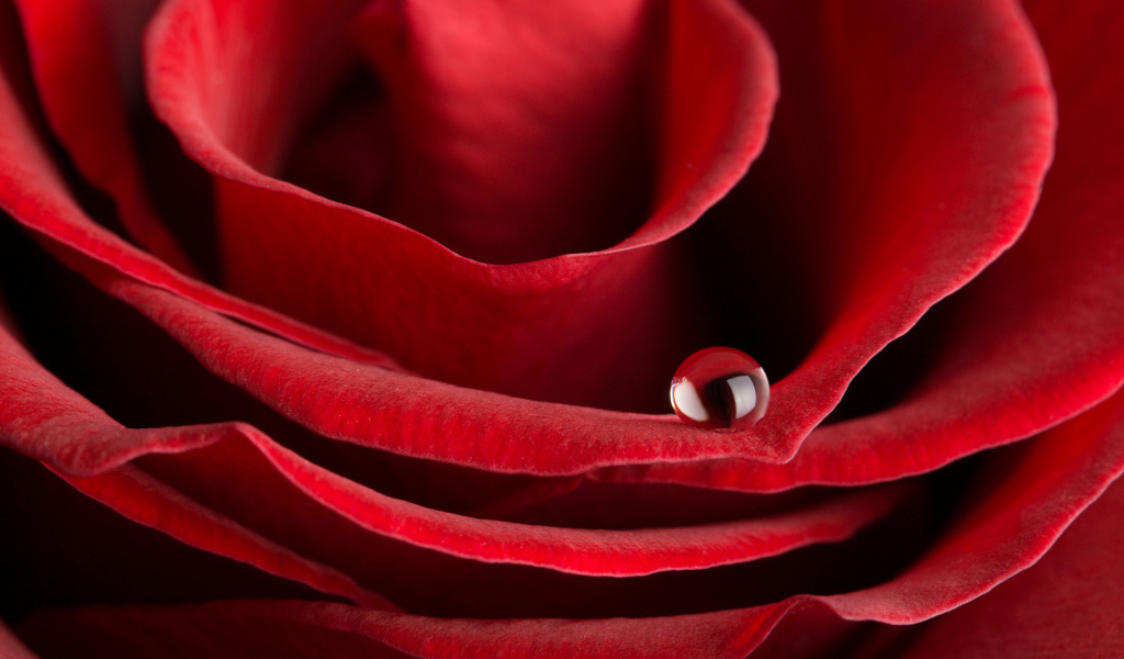 Капля росы на лепестке красной розы