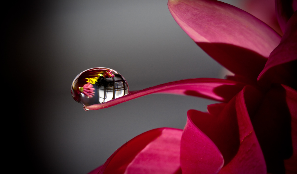 Капля росы на лепестке красного цветка 