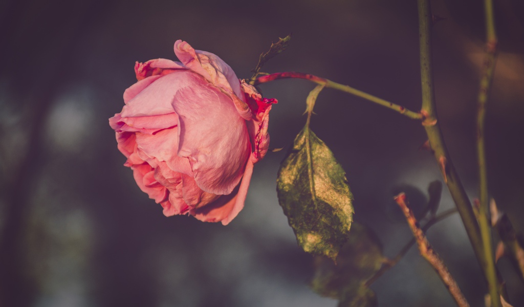 Сухая розовая роза на ветке 