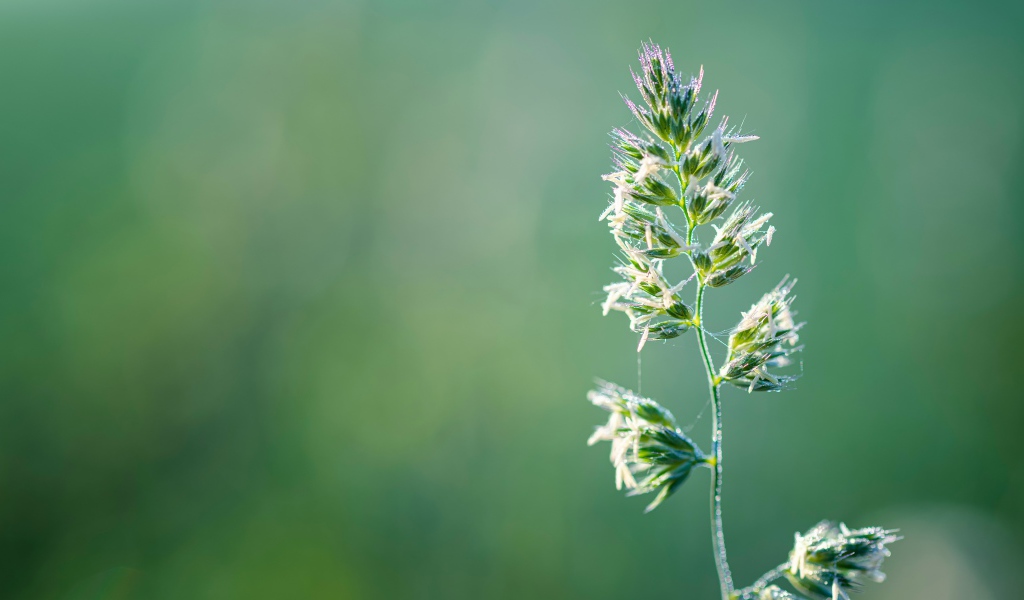 Полевое растение на зеленом фоне