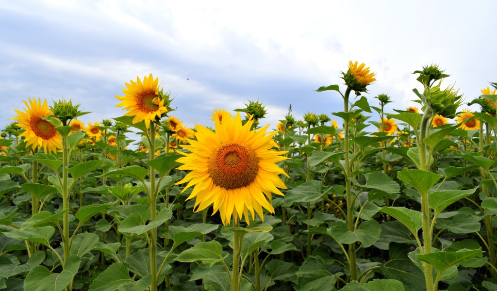 Поле с высокими цветущими подсолнухами