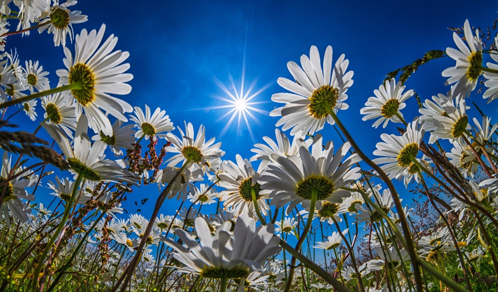 Поле с белыми летними ромашками в лучах яркого солнца