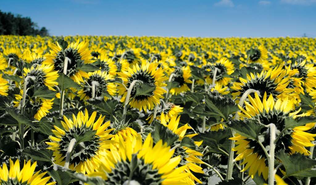 Поле с желтыми подсолнухами под голубым небом