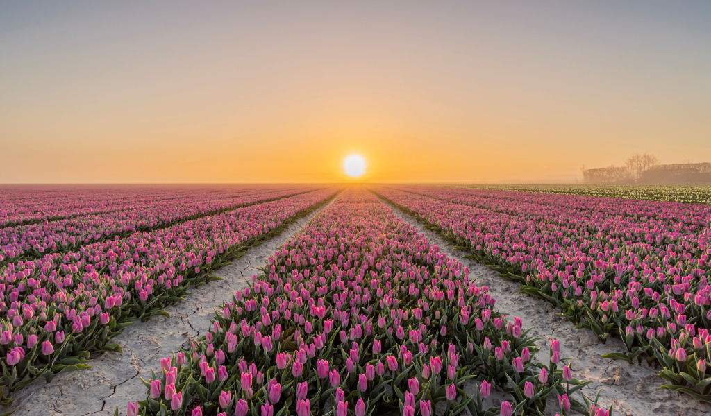 Поля с розовыми тюльпанами на фоне заката 
