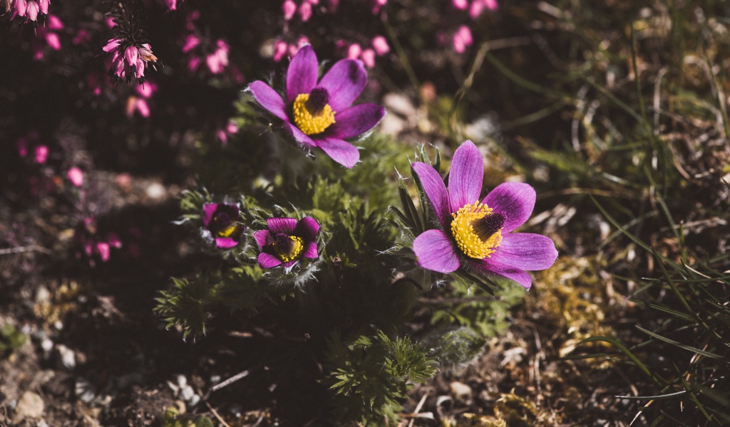 Цветы прострел луговой на поле  