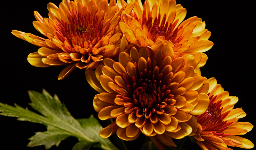 Четыре оранжевых цветка хризантемы на черном фоне 